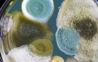 mold contamination in compressed air systems