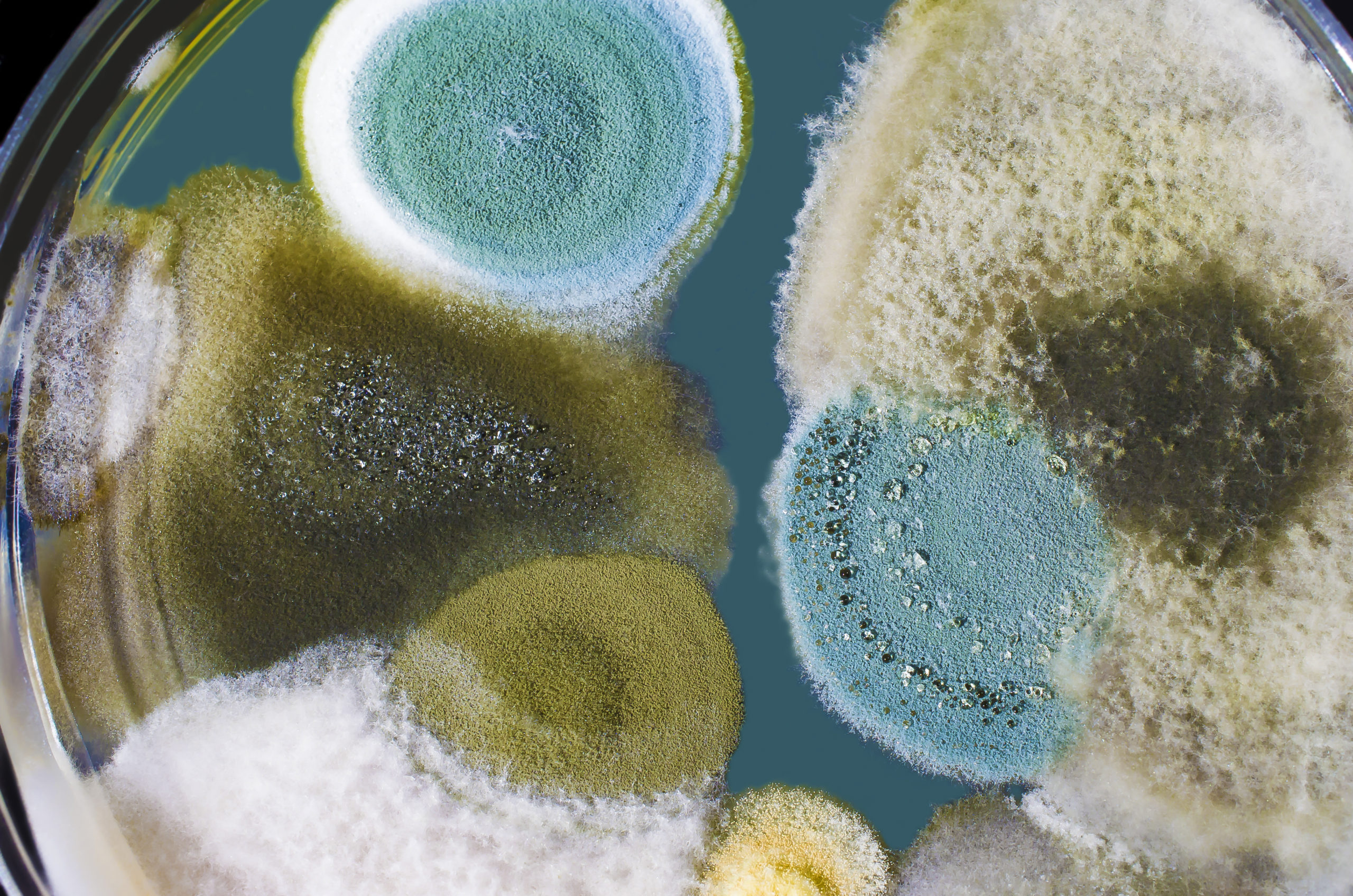 mold contamination in compressed air systems