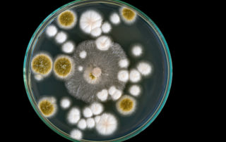 micro sampling agar plate