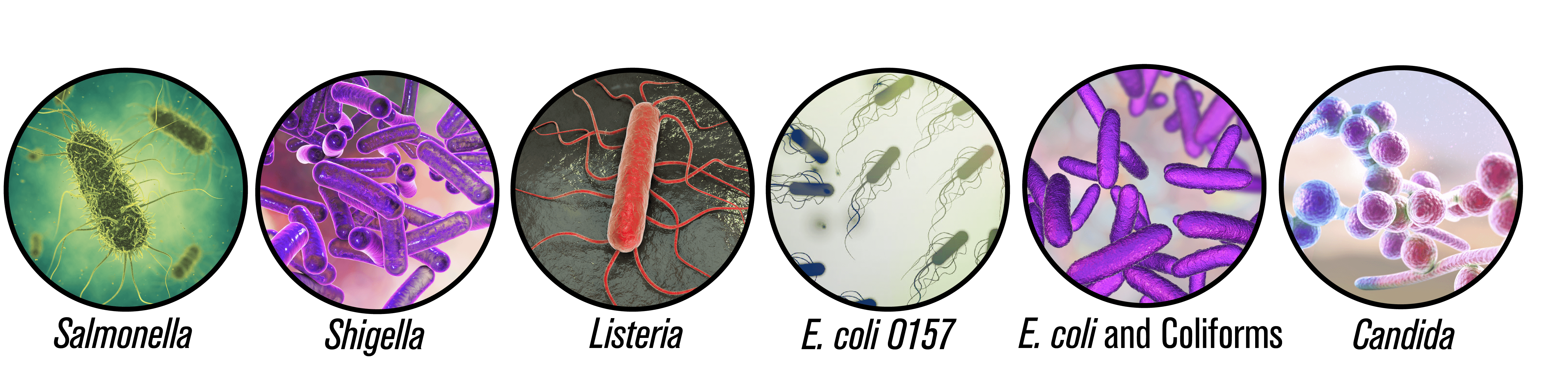 indicator organisms graphicAsset 36@300x-8 indicator organisms compressed air testing micro