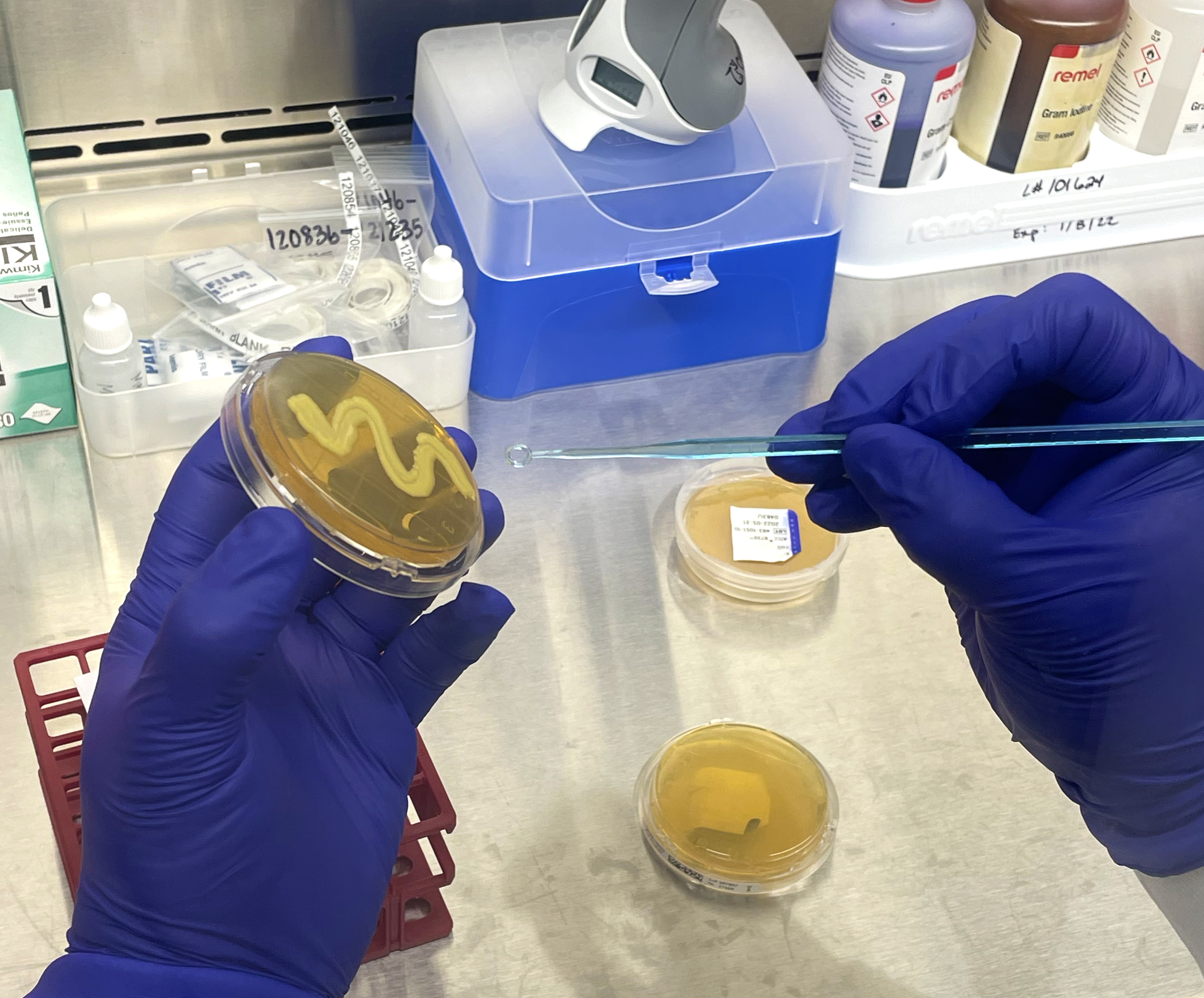microbial colony stain compressed air testing